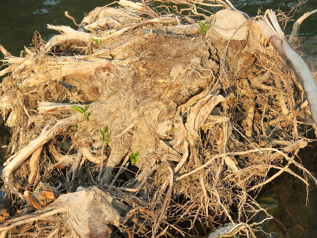Korzeń Łopianu -
